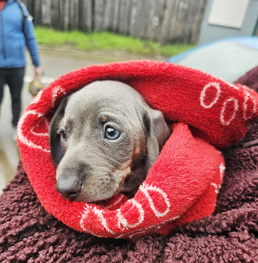 Teckel,Tacsko,Dauchund  