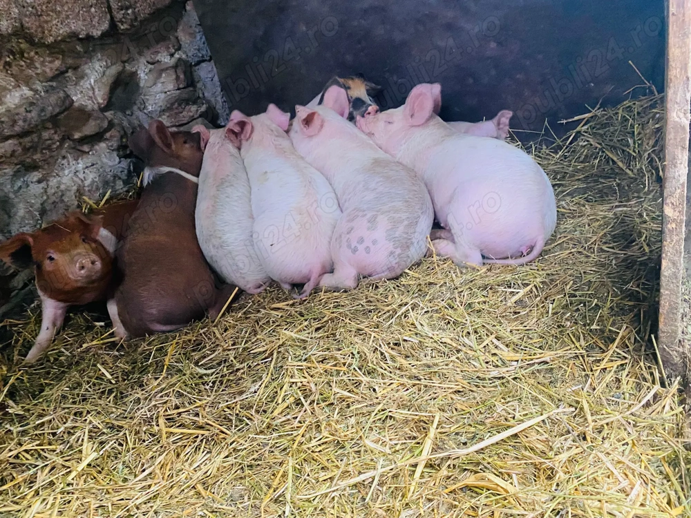 Vand 3 purcei  la alegere