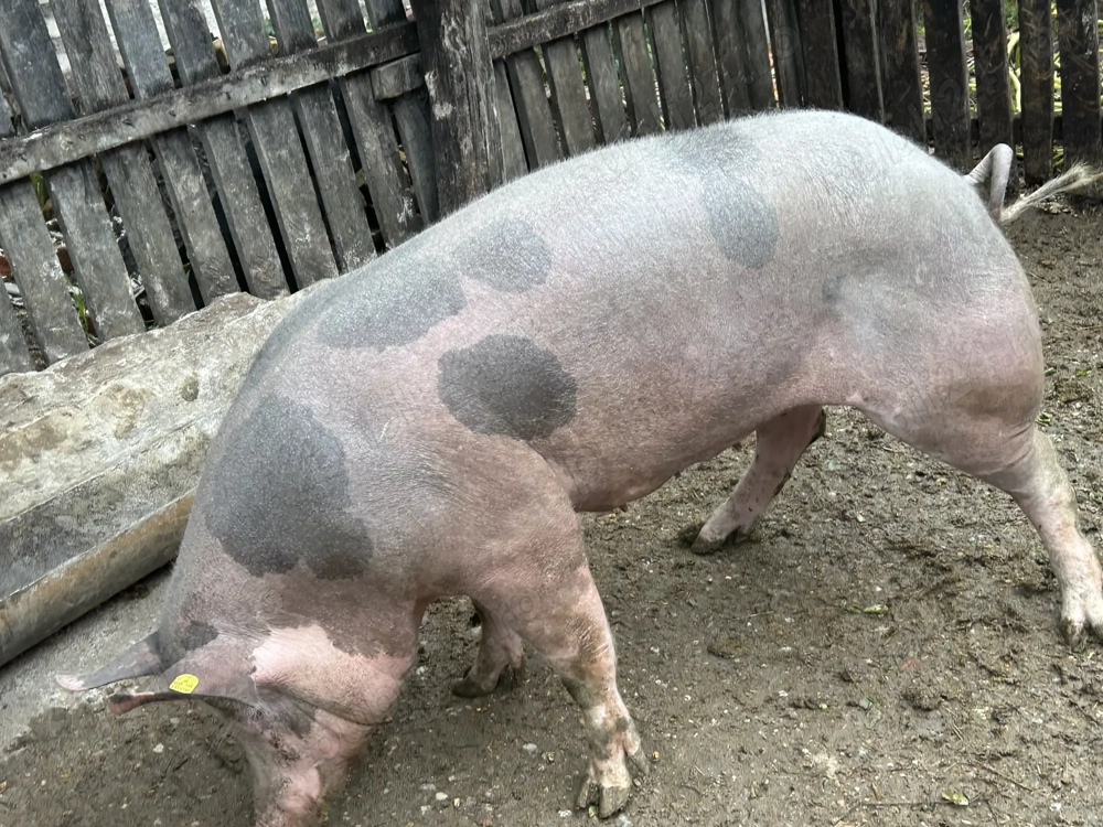 Vând purcea 175 kg la preț fix