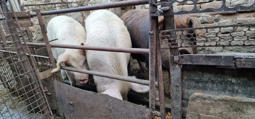Vand 2 porci grasi 130-150 kg