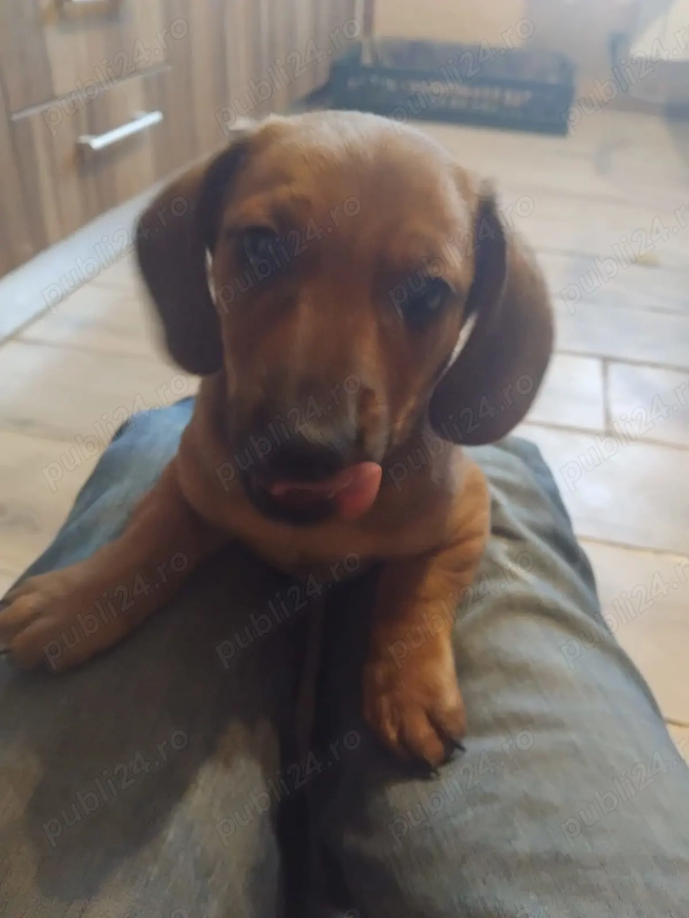 Pui. Tekel cu păr scurt