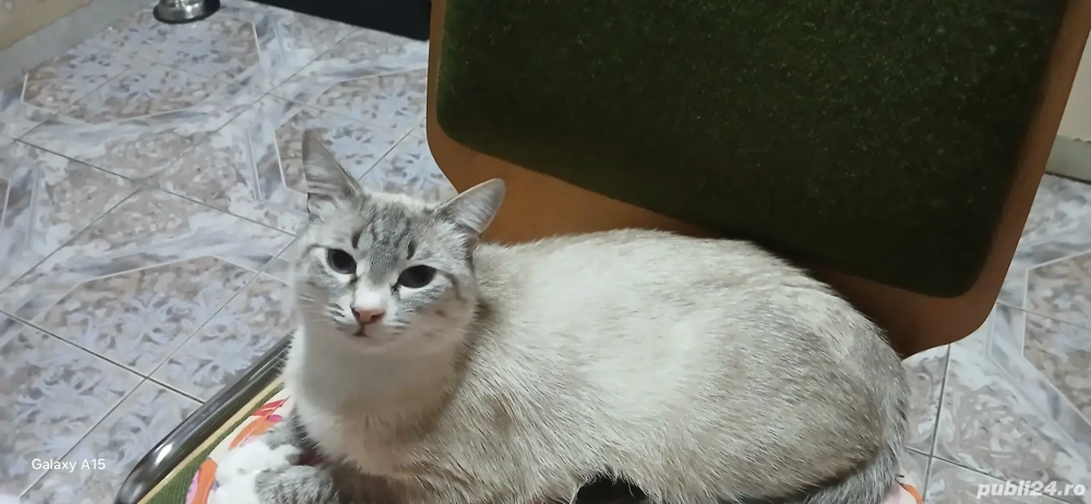 Pisica cu ochi albastrii