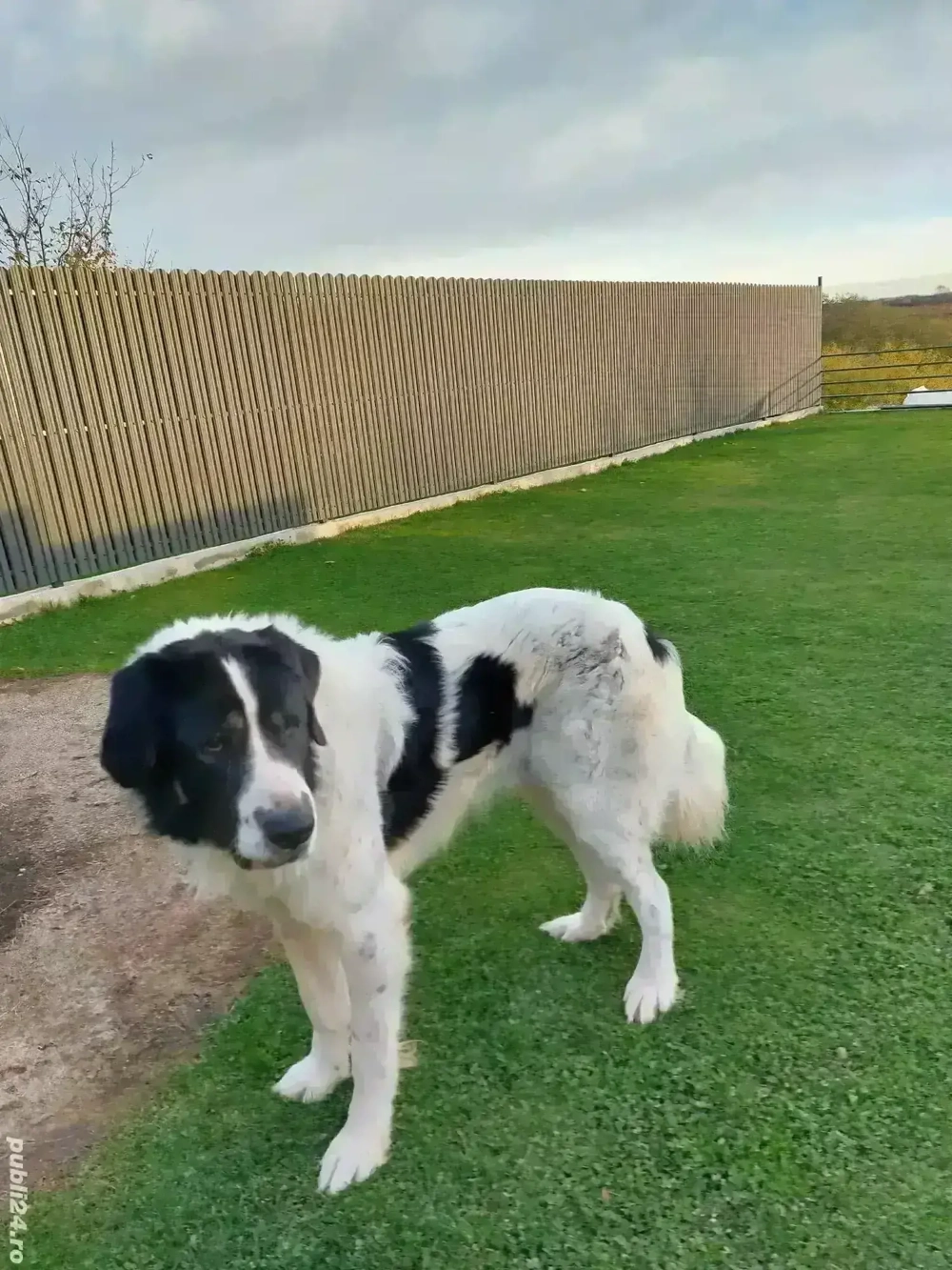 Ciobănesc de Bucovina