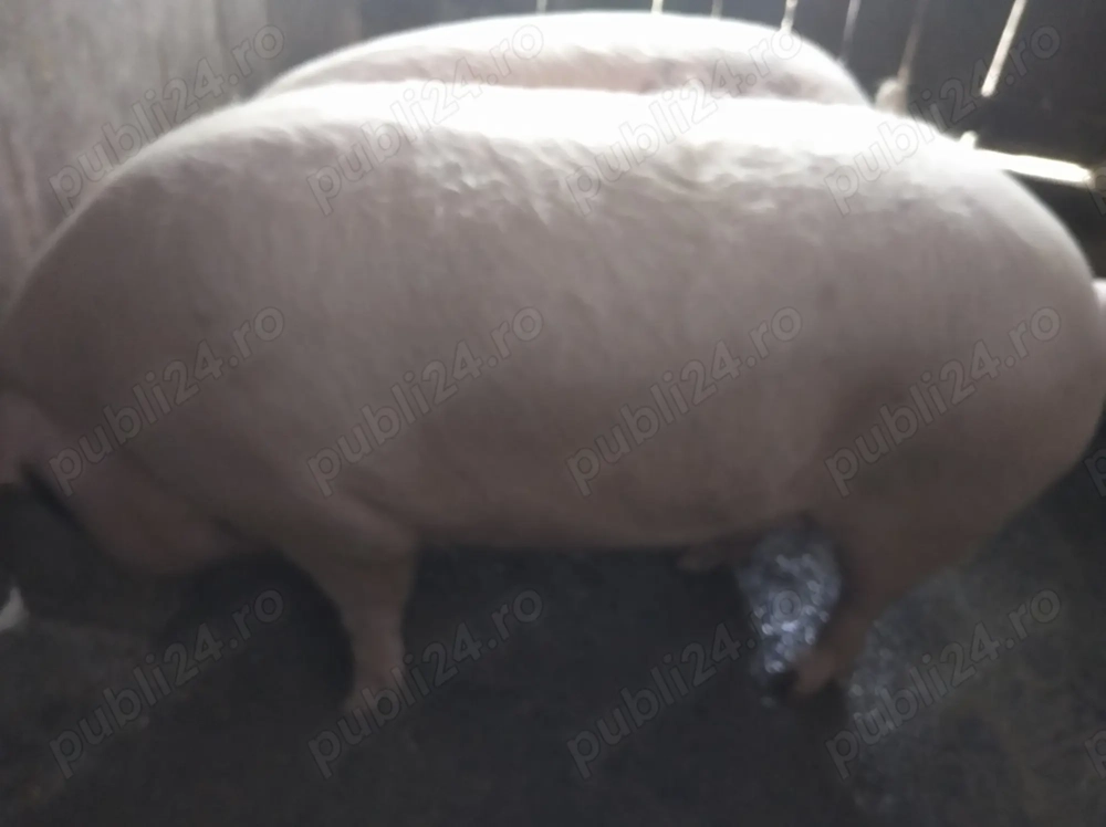 Porc de vanzare 