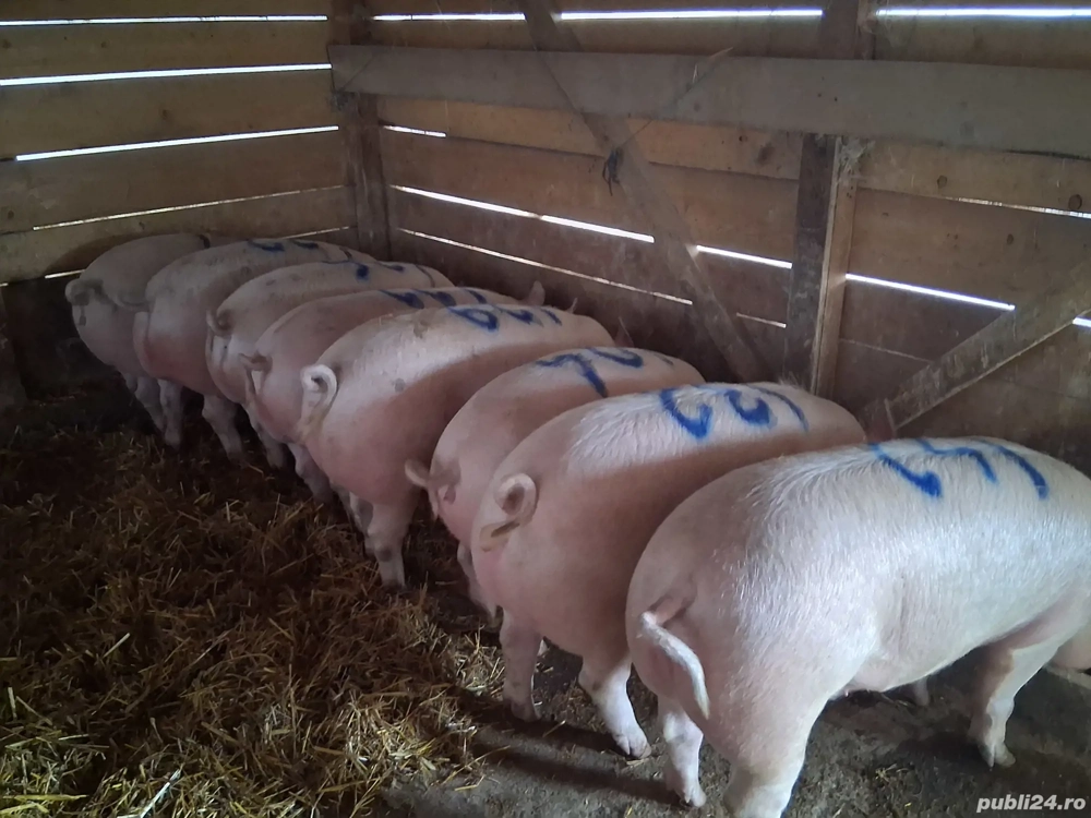 vând porci pentru sacrificare 100-125 kg