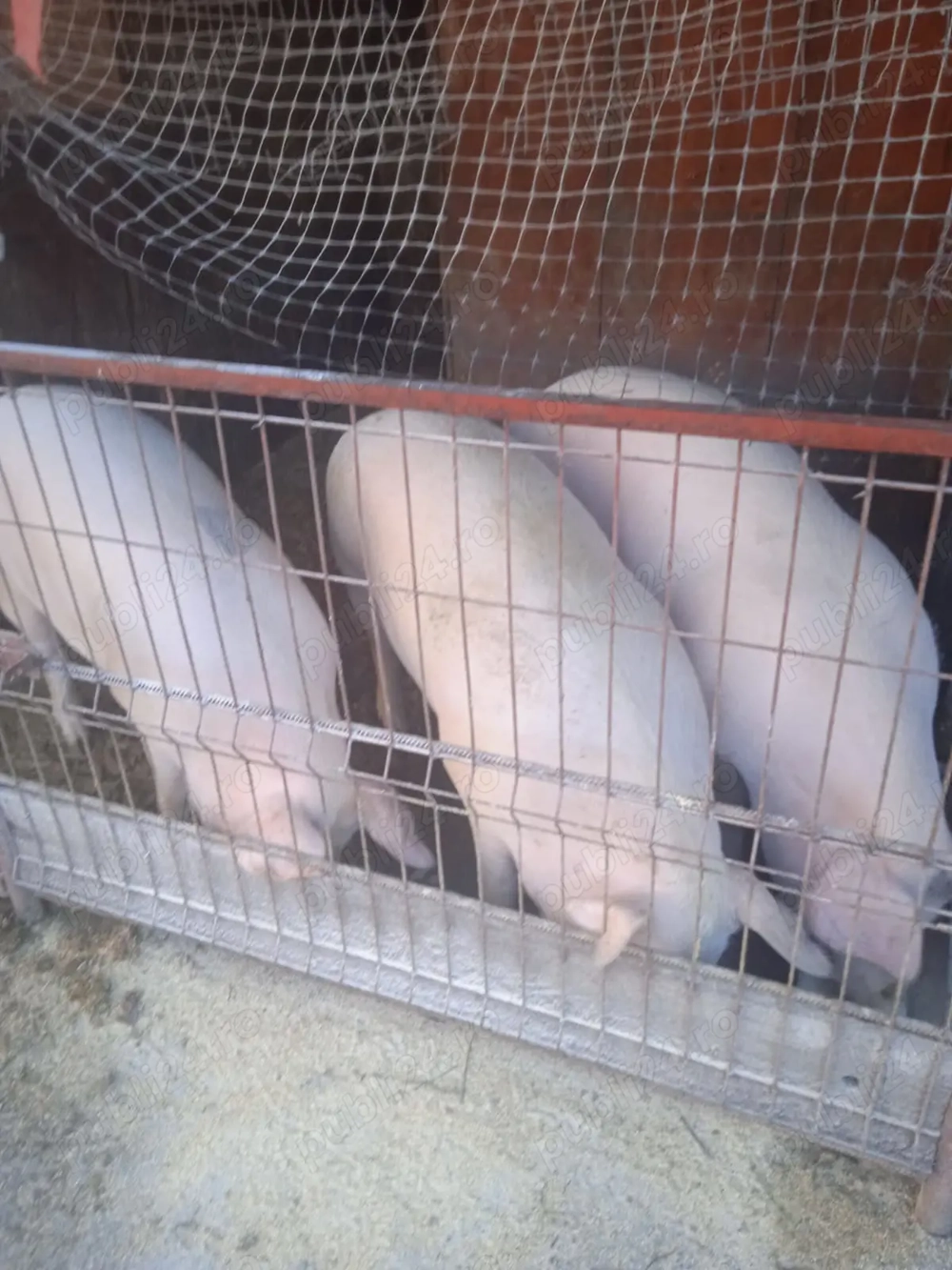 Vad porci crescuti natural - 160 - 200 kg