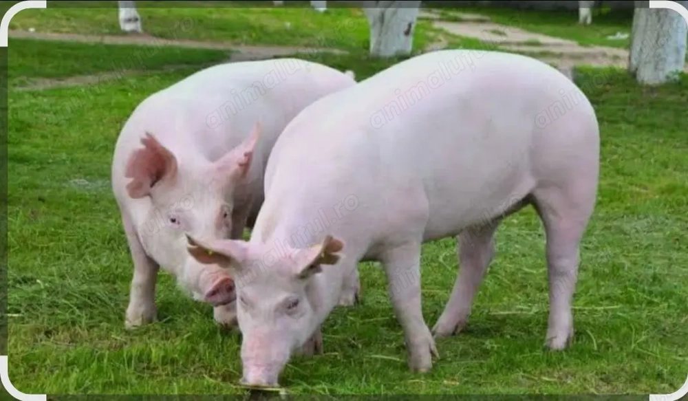 Vand porci-jud Bihor