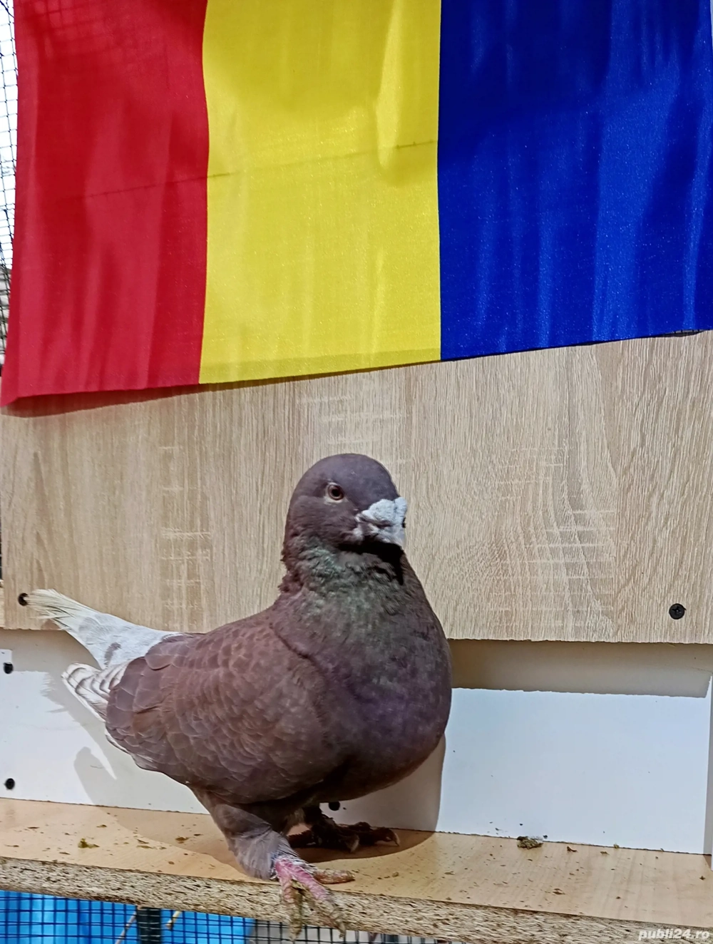 porumbei standard romanesc 