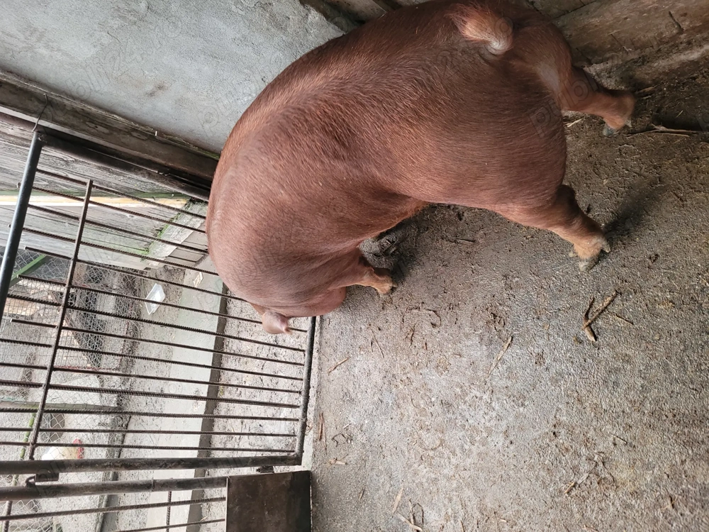 Vând porc rasa duroc