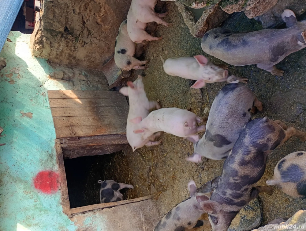 purcei de vânzare 