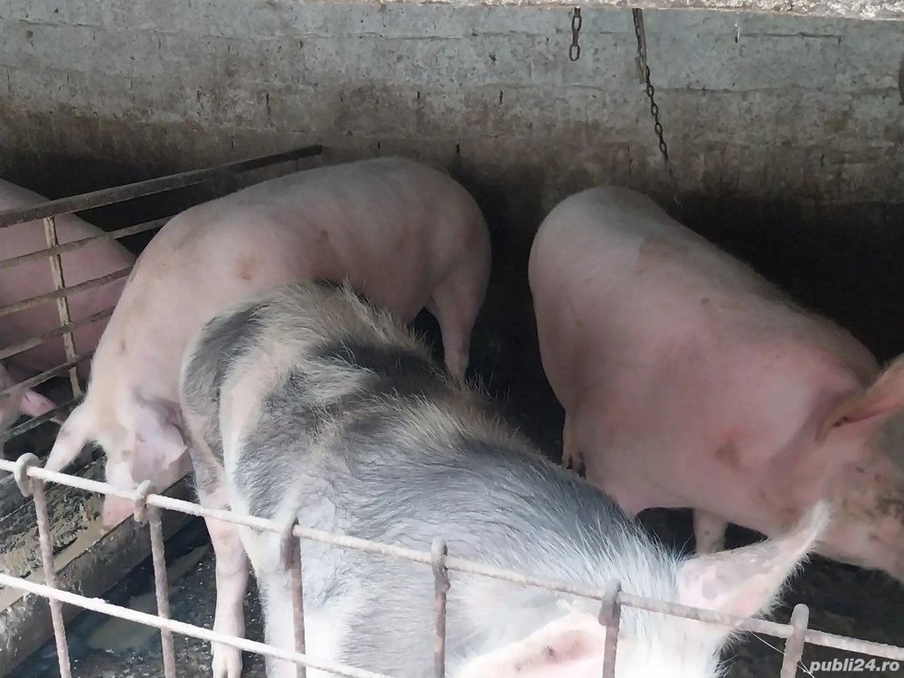 Vând porc de țară 220 kg la 3500 lei