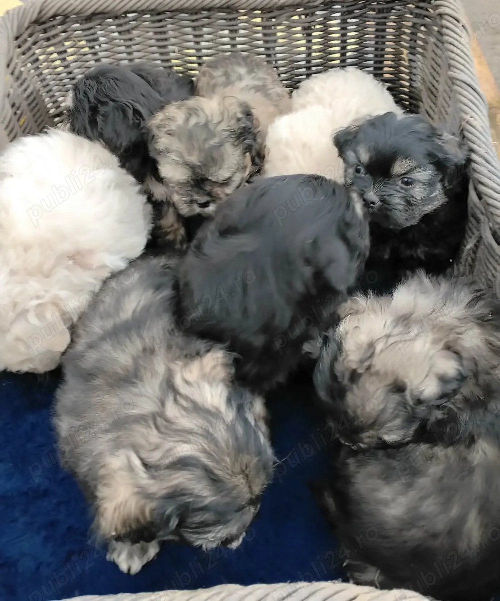 Bichon havanez rasa pura