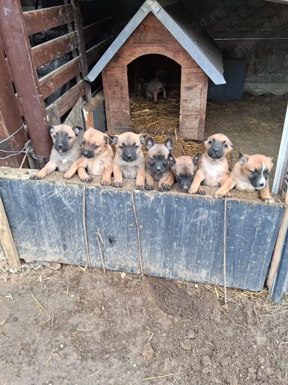 Catei Malinois ( Lup Belgian )