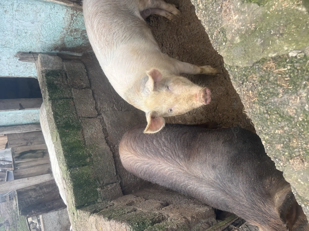 Porci de vanzare an jur de 130 kg și 190 kg rasa duroc