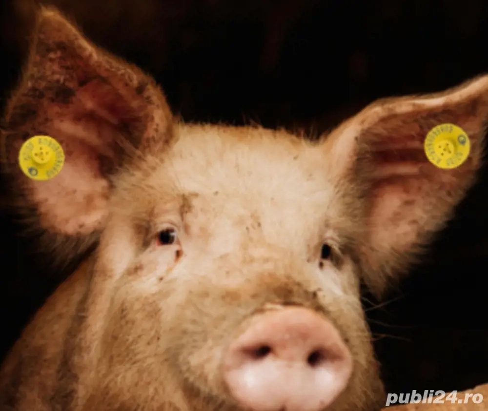 Vand, arvunesc, porci, mangalita, ecologic, diverse mărimi