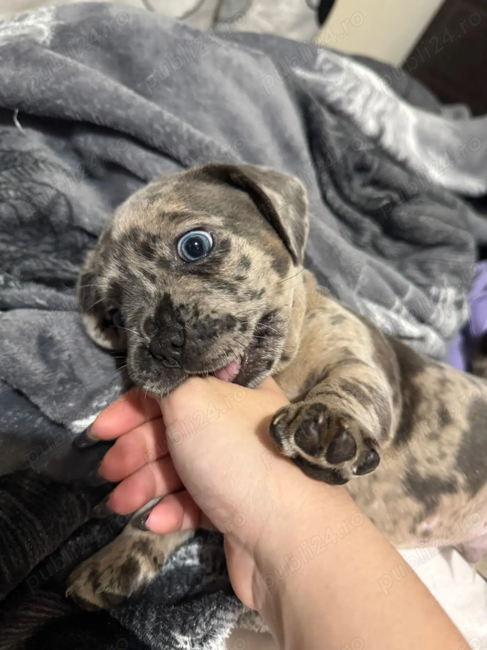 Bulldog francez fără pedigree