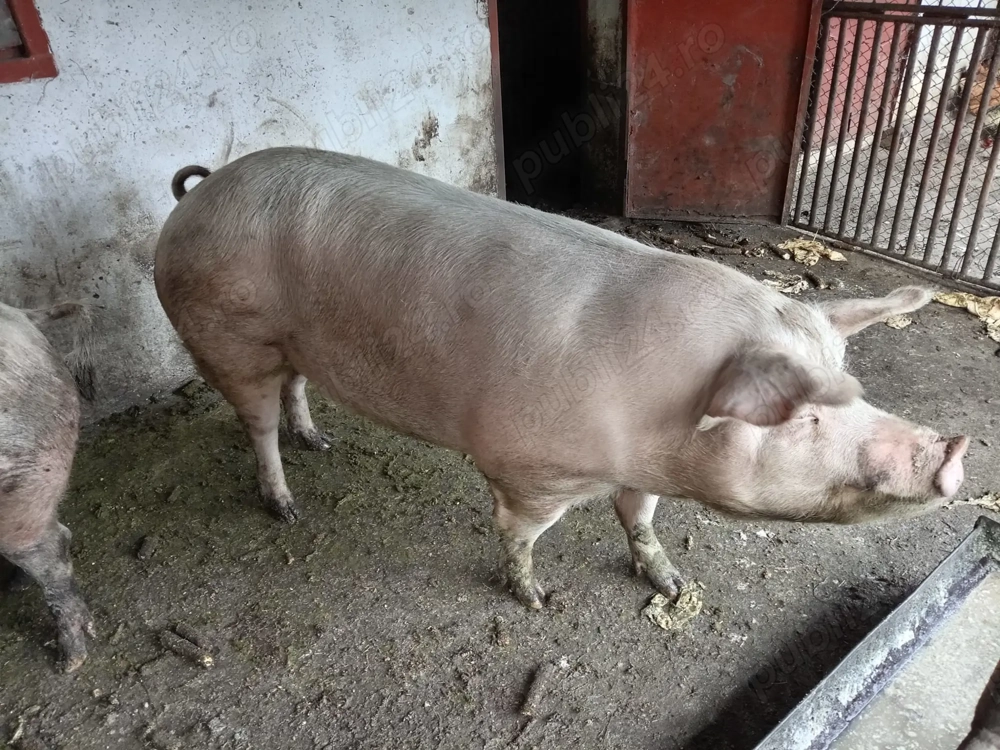 Vând porc 1 an 130kg