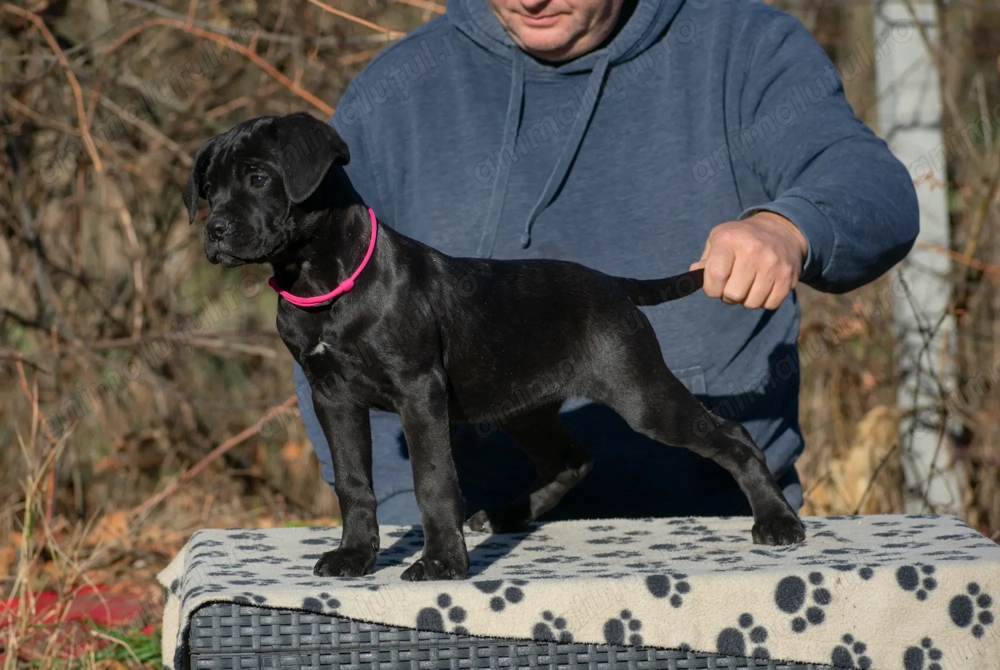 Pui de Cane Corso de vânzare