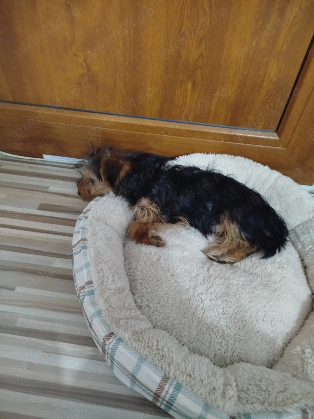 Vind cățel Yorkshire terrier de 13 săptămâni vaccinat deparazitat frumos cuminte jucăuș .își caăsuț.