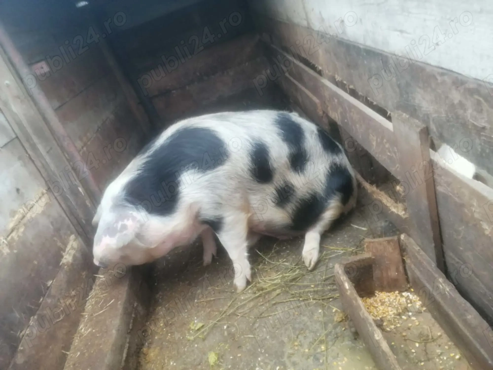 Scroafa de vânzare , Șerbesti(Ciortești )