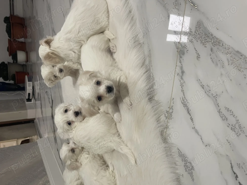 Bichon maltez pui 