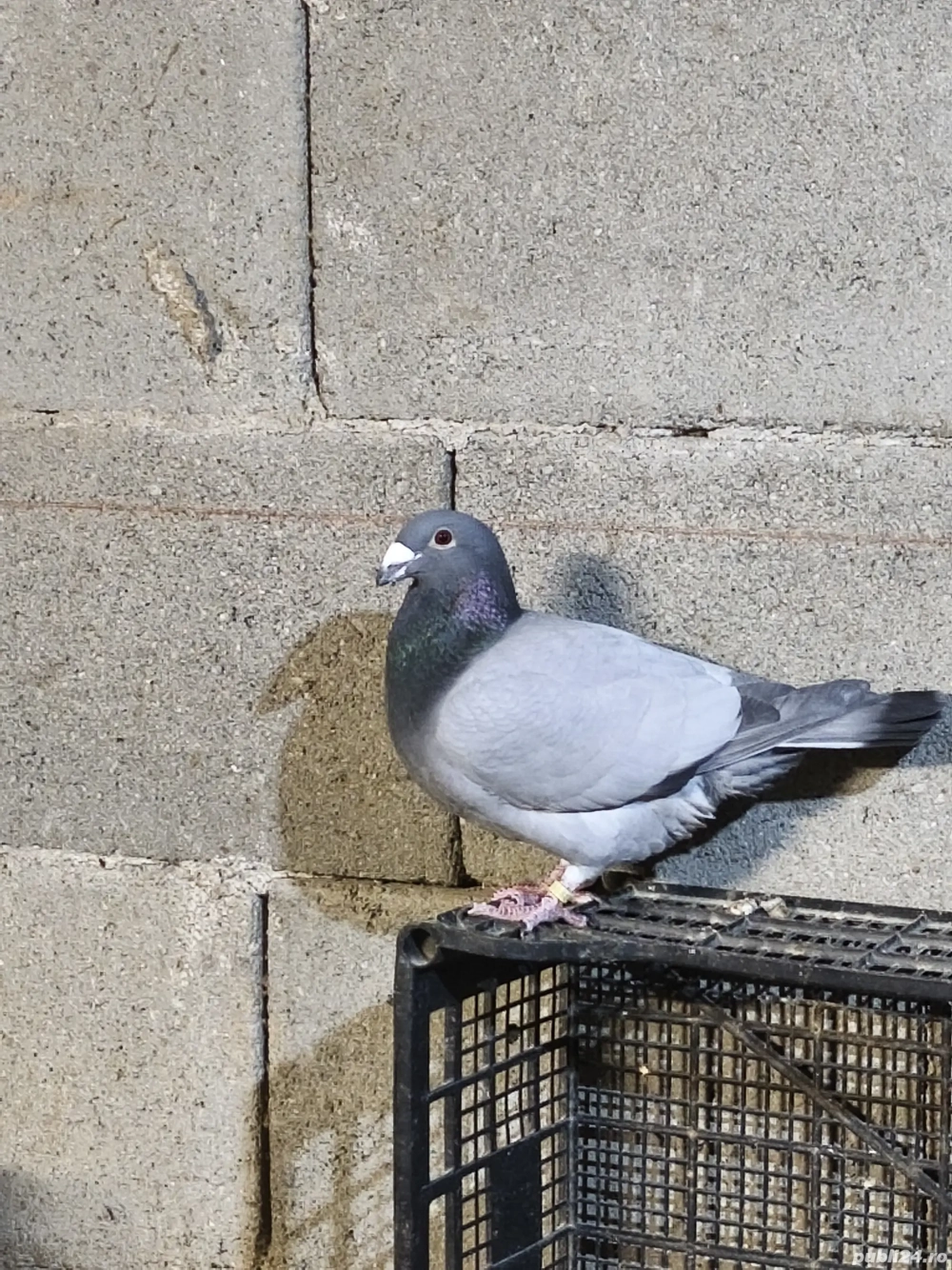 pereche porumbei voiajori german de frumusețe 