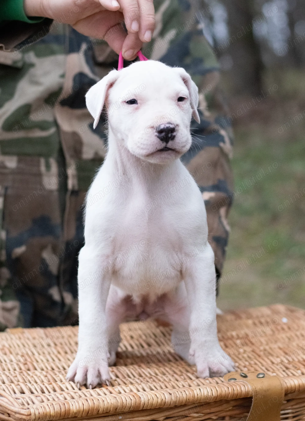 Dog Argentinian Femela 7 săptămâni cu Pedigree