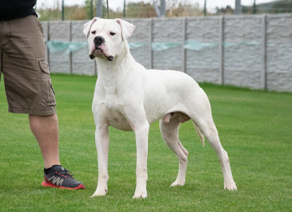 Mascul Dogo Argentina cu Pedigree