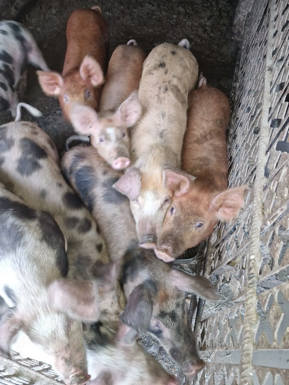 Vand purcei de carne 