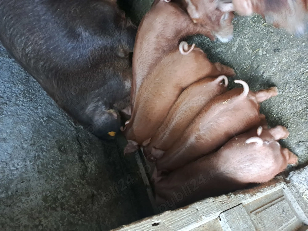 Vand purcei duroc 8 saptamani