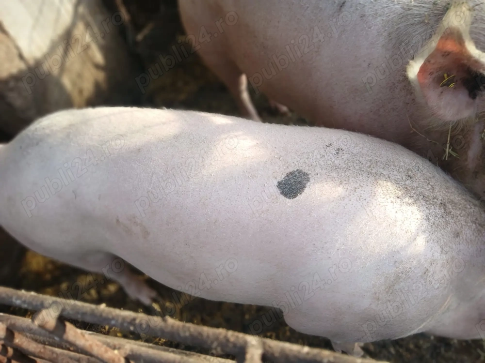 Vand 2 porci de aproximativ 170kg si 190kg