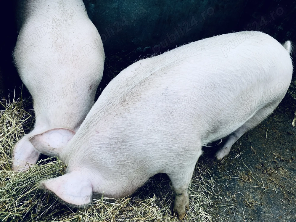  Porci pentru sacrificare, crescuți natural! 