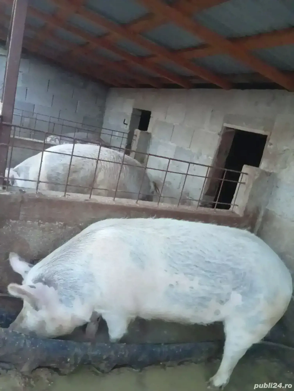 porci pentru sacrificat 