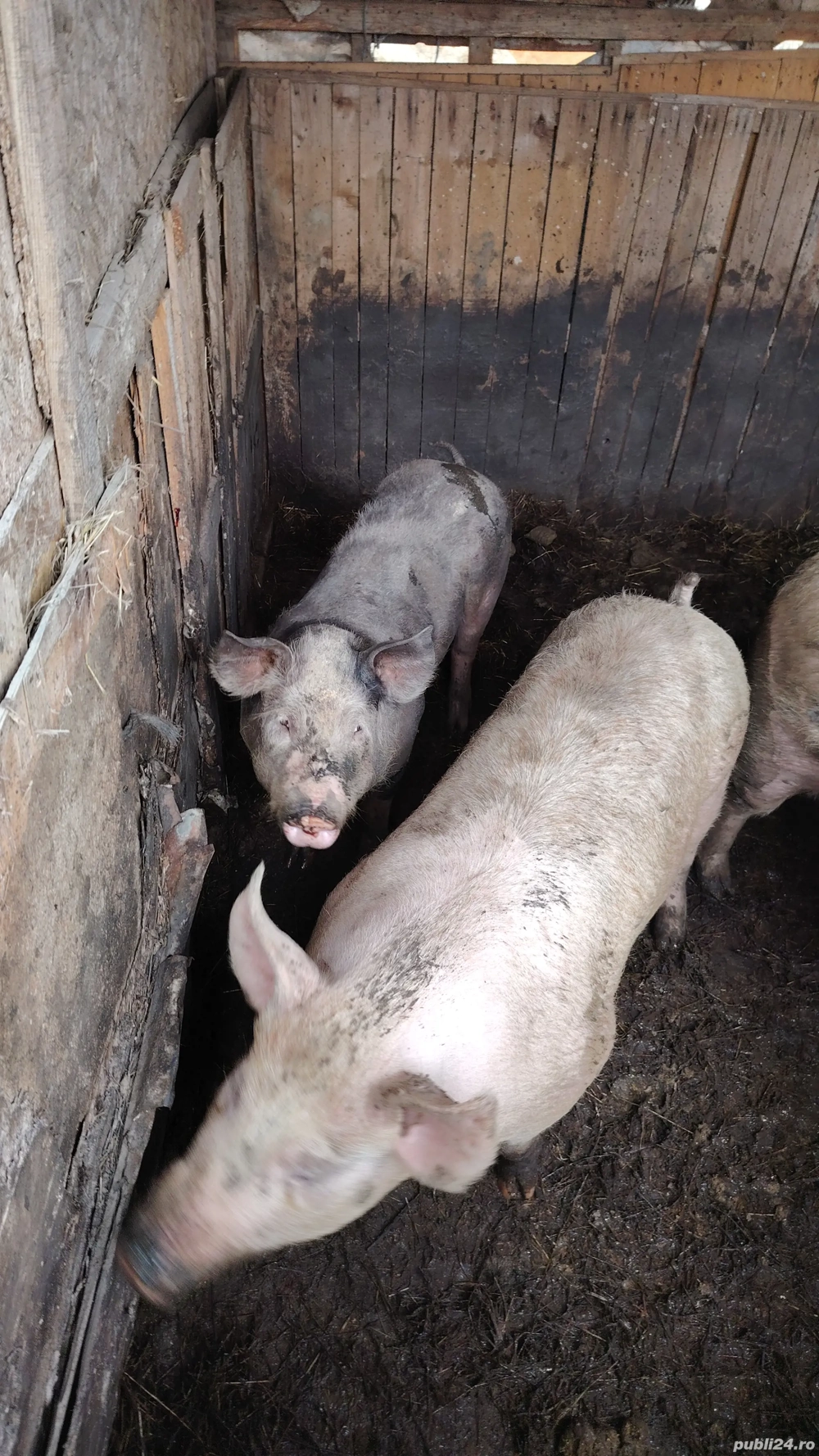 porci de vânzare kg100 200;;preț negociabil