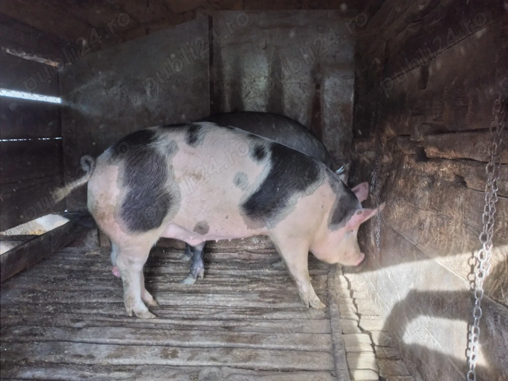 vand porc de Craciun