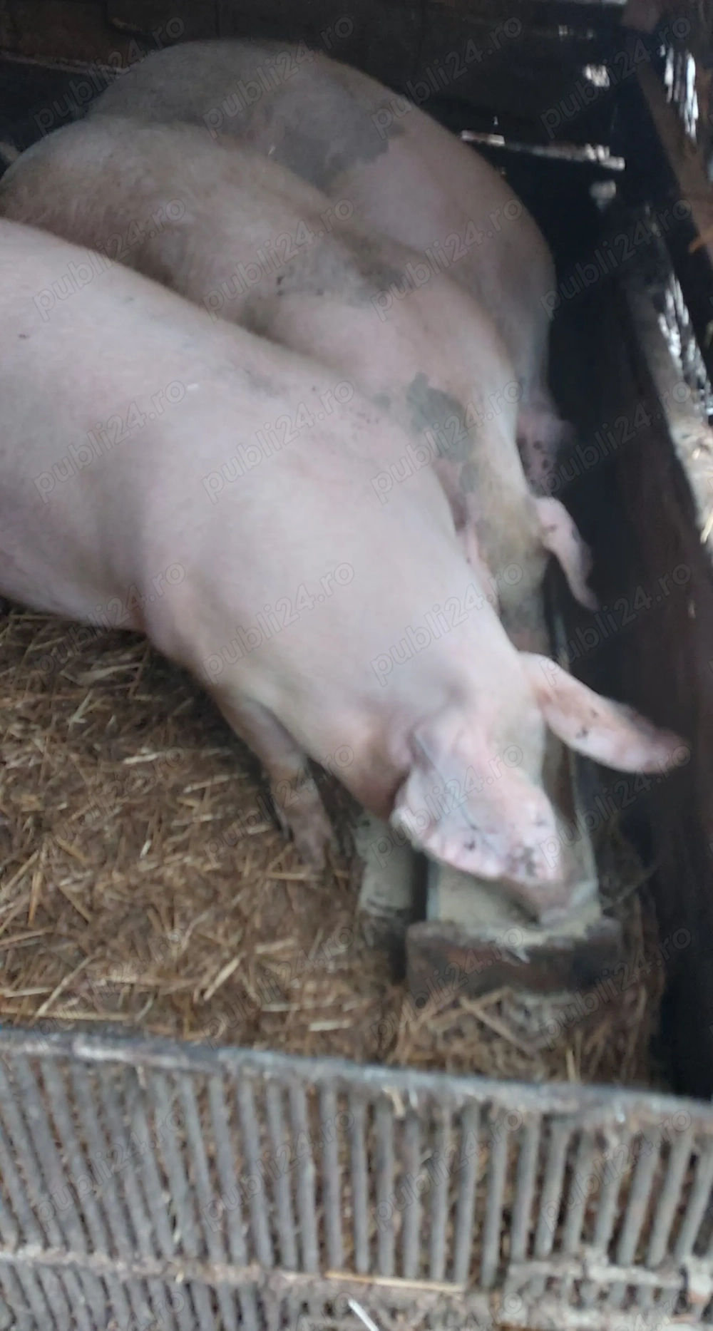 Disponibil pentru Craciun