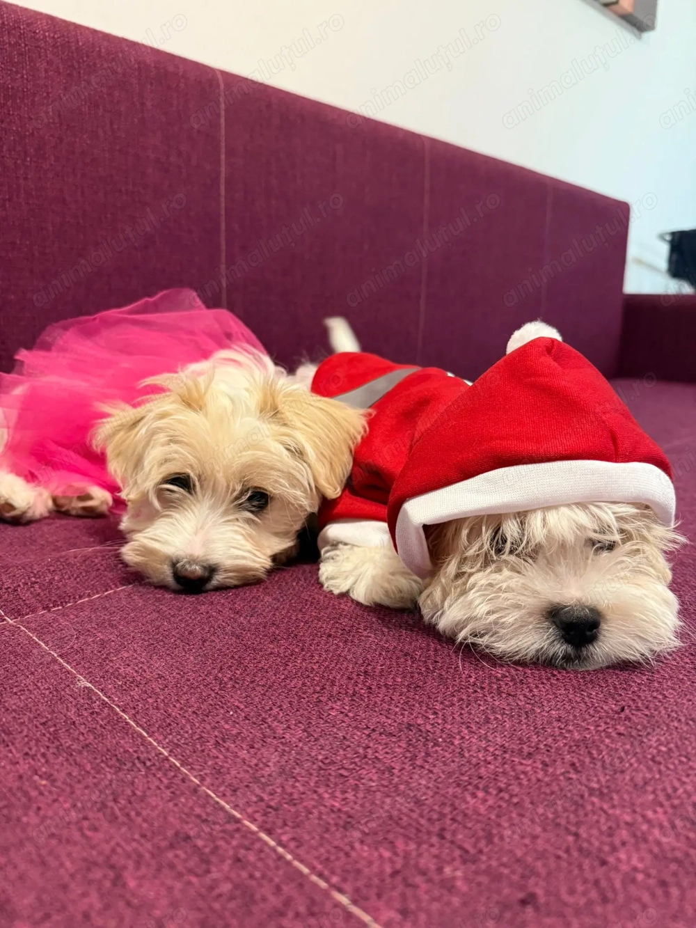 Vand pui bichon maltez