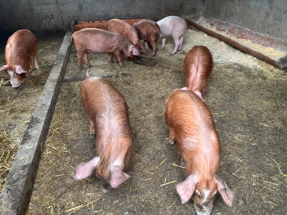 Purcei Mureș Duroc de vânzare 