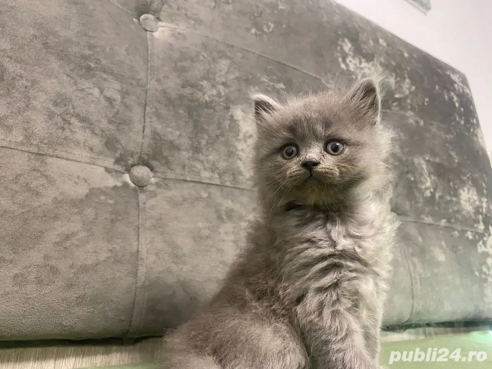 Pisicuțe scottish straight si scottish fold shorthair și longhair