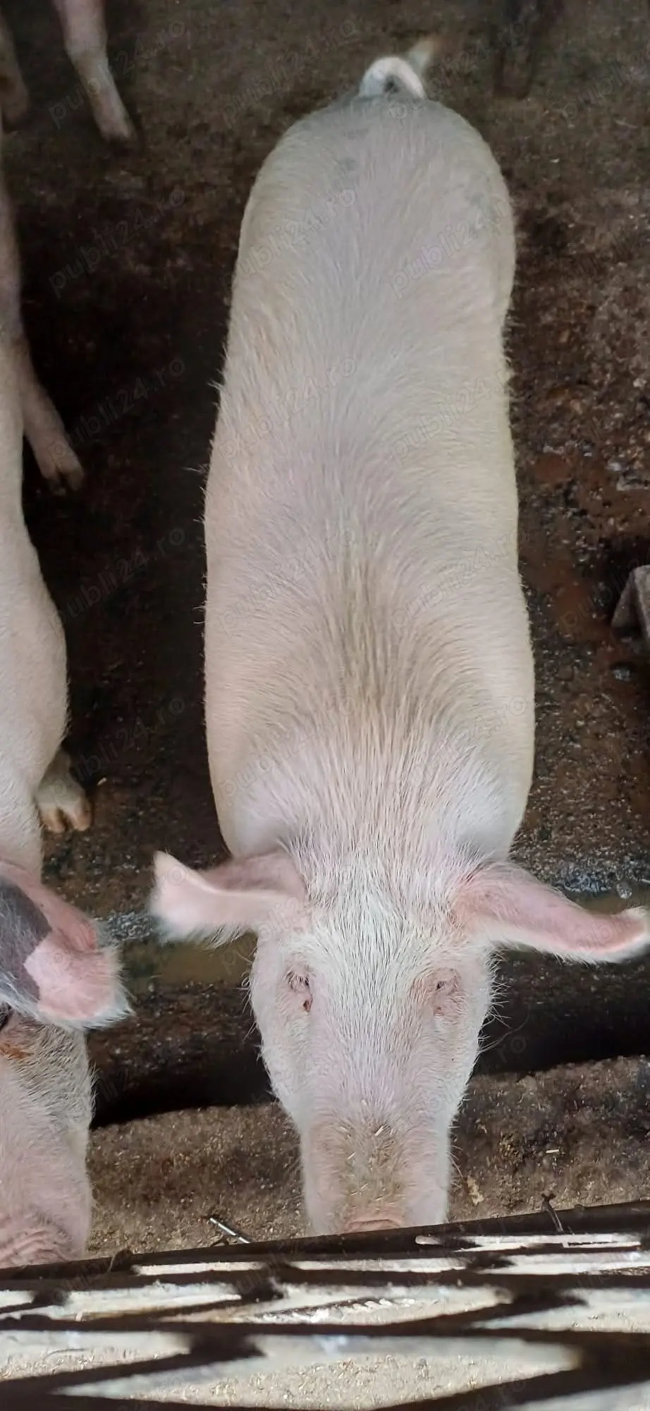 Porci Slatina-Olt 15 lei kg