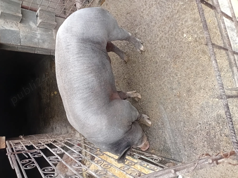 De vînzare vier de 10 luni 