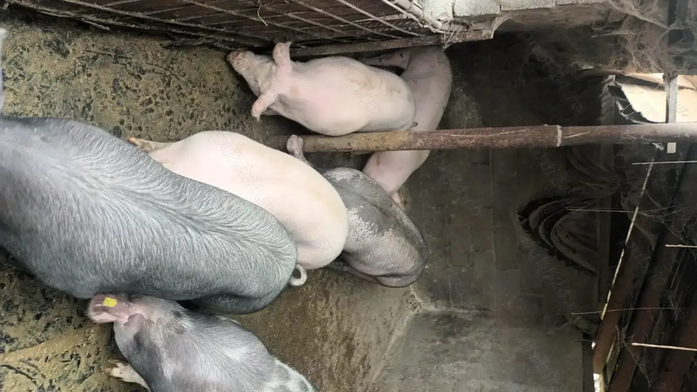 Vand porci crescuti in gospodarie 