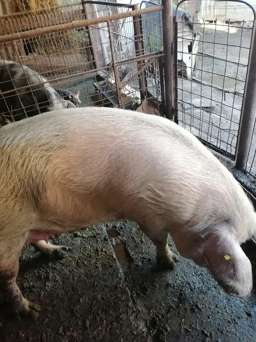Porc de vânzare 