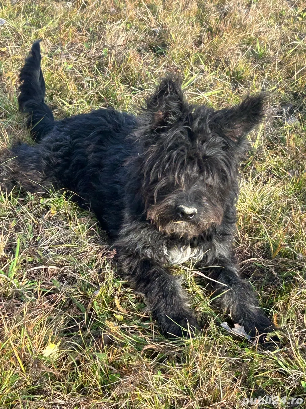 vand catel de intors