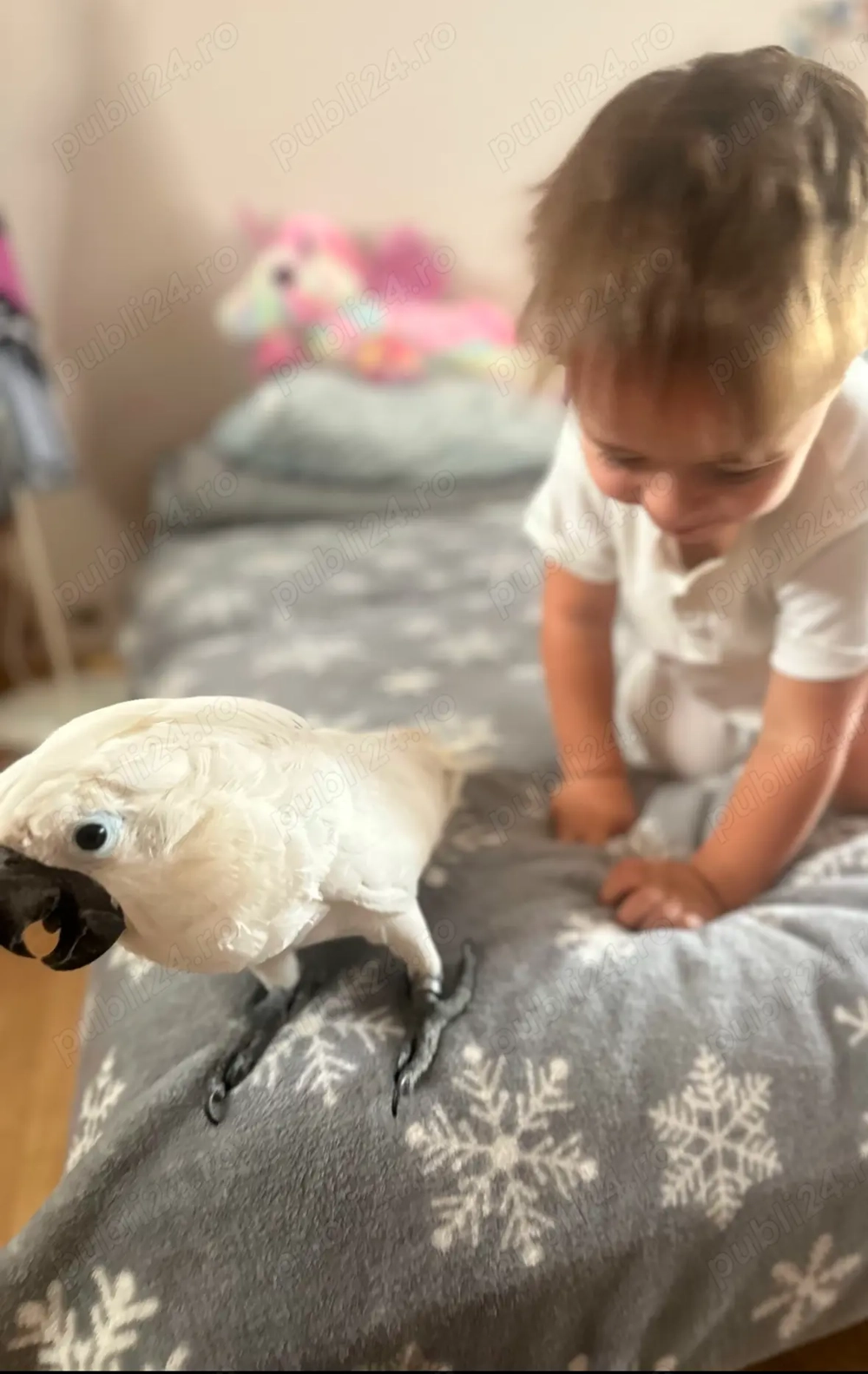 Vand Kakadu alb extrem de bland - 2 ani