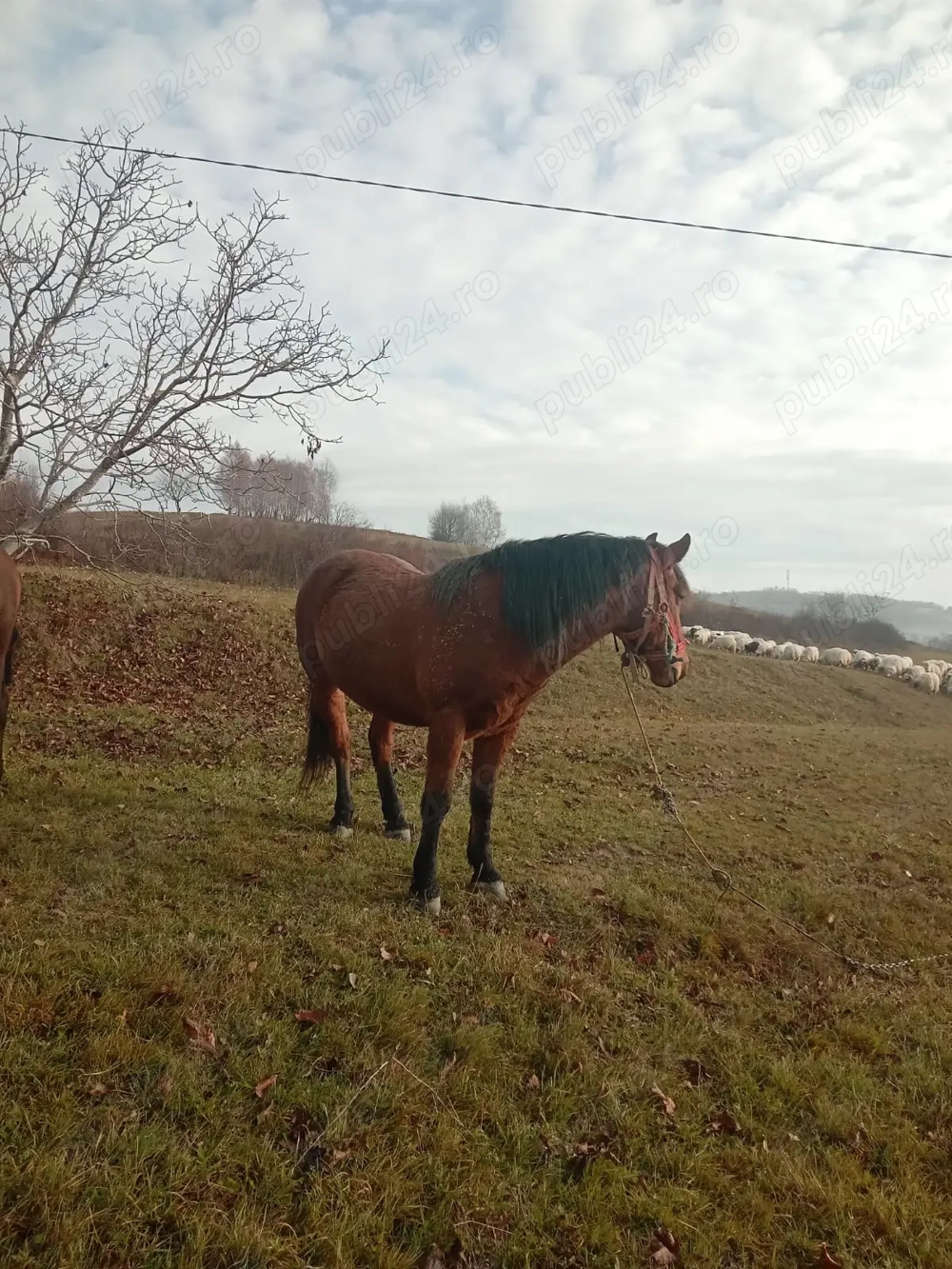 Cal bun de ham de vânzare 