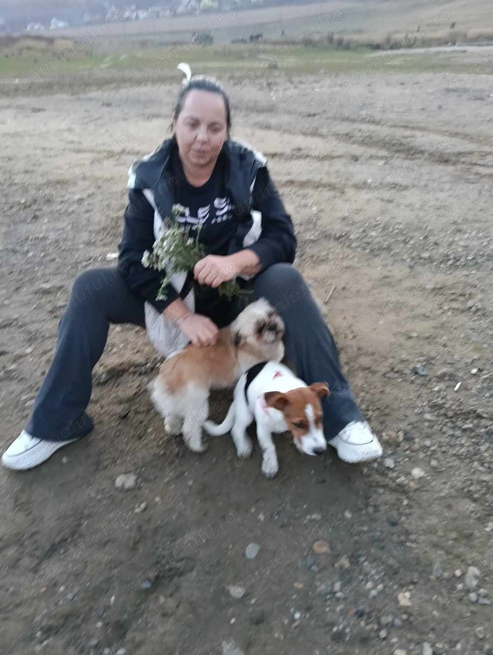 Jack Russel Terier Macul