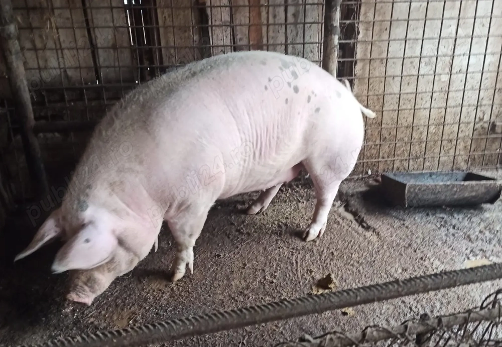 Porci de vanzare crescuti cu furaj natural