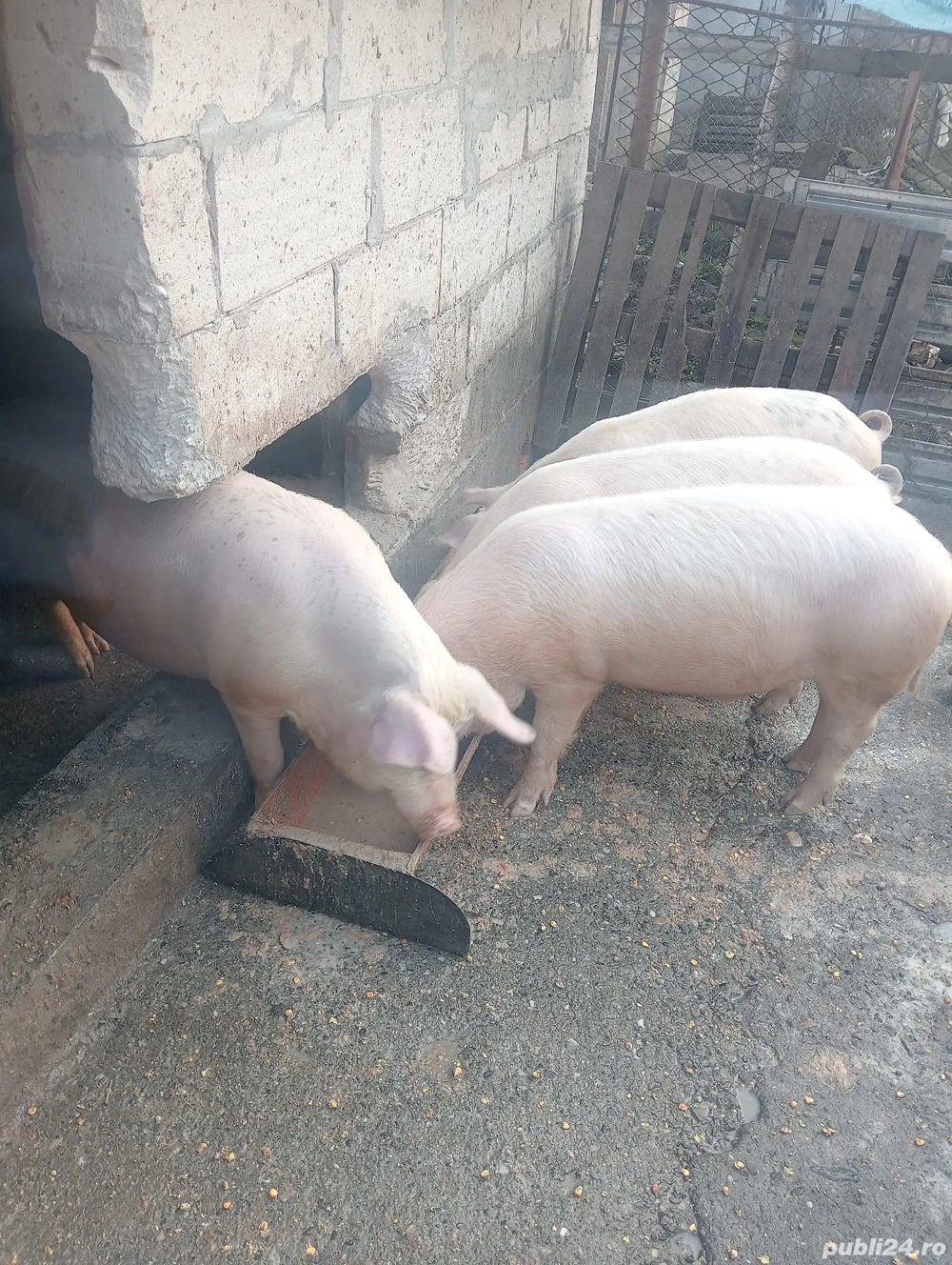 Porcii de vanzare 