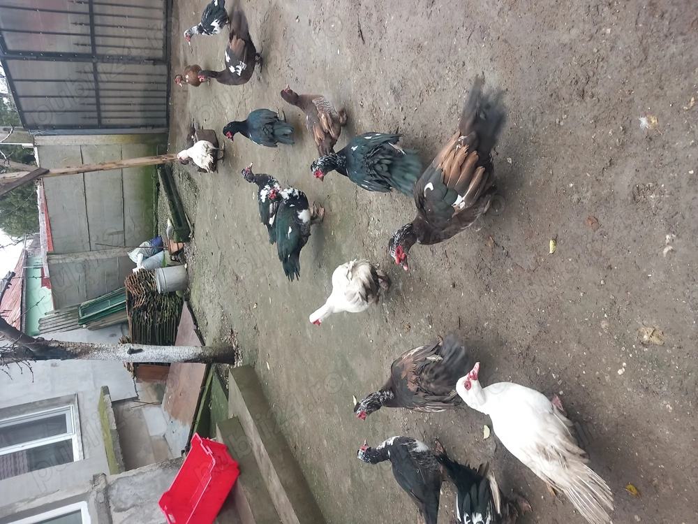 Rațe lesesti de vânzare 